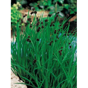 Spirális szittyó (Juncus effusus spiralis) cserépben, zöld levelekkel és barna virágzatokkal.
