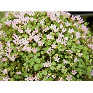 Cserepes kereklevelű Rotala Lila (Rotala indica) finom, világos rózsaszín virágokkal és zöld levelekkel.