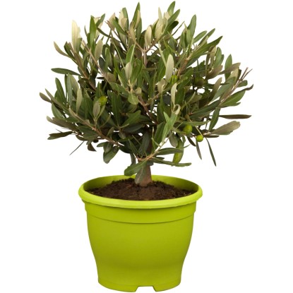 Olajfa-bokor magassága kb. 35-40 cm cserépátmérő kb. 15 cm Olea europaea