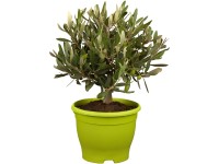 Olajfa-bokor magassága kb. 35-40 cm cserépátmérő kb. 15 cm Olea europaea Olajfa-bokor magassága kb. 35-40 cm cserépátmérő kb. 15 cm Olea europaea