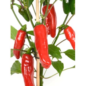 Pick & Joy mini paprika cserépben, piros termések és zöld levelek.