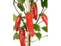 Minipaprika Pick & Joy cserépátmérő: kb. 14 cm Capsicum