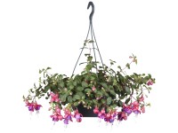 Csüngő fukszia ámpolna átmérő kb. 27 cm Fuchsia Hybride
