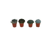 GROW by OBI pozsgás növények fajtaválogatás cserépátmérő kb. 8,5 cm GROW by OBI pozsgás növények fajtaválogatás cserépátmérő kb. 8,5 cm