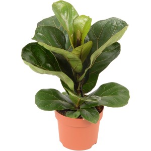 GROW by OBI Hegedűlevelű fikusz Bambino cserépben, kb. 35 cm magas, nagy, zöld levelekkel.