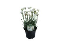 Rhodanthemum 12 cm Rhodanthemum 12 cm