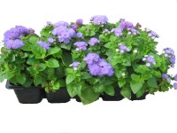Bojtocska (Ageratum) 10-es pack kiszerelésben kültéri kerti virágzó