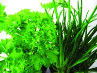 Beltéri fűszernövények kb 9 cm cserépben Beltéri fűszernövények kb 9 cm cserépben