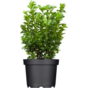 Buxus cserépben, kb. 20-30 cm magas, ideális sövényekhez és formázáshoz.