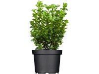 Puszpáng  magassága kb. 20 - 30 cm  cserepe kb. 1 l  Buxus