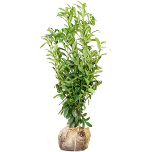 Genolia babérmeggy, 125-150 cm magas, bálázott. Ideális sűrű sövényekhez.