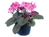 Afrikai ibolya rózsaszín cserépátmérő: kb. 12 cm Afrikai ibolya rózsaszín cserépátmérő: kb. 12 cm