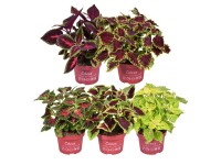 GROW by OBI díszcsalán magasság kb. 25 cm cserépátmérő kb. 13 cm GROW by OBI díszcsalán magasság kb. 25 cm cserépátmérő kb. 13 cm