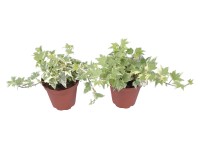 Fehér-tarka borostyán cserépátmérő: kb. 9 cm Fehér-tarka borostyán cserépátmérő: kb. 9 cm