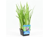 Mocsári nőszirom lila cserépméret: kb. 18 cm x 18 cm Iris versicolor Mocsári nőszirom lila cserépméret: kb. 18 cm x 18 cm Iris versicolor