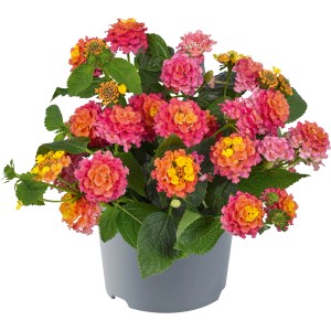 Lantana camara mix cserépben, kéttónusú virágok rózsaszín, narancssárga és sárga színben. Felálló növény dézsákba és kertbe.