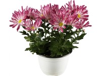 Krizantém Krizantém