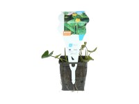 GROW by OBI vízitök cserép átmérője 11 cm sárga Nuphar lutea
