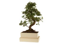 Bonsai víztartályos alátéttel edénymagasság kb. 30-40 cm edényátmérő kb. 25 cm Bonsai víztartályos alátéttel edénymagasság kb. 30-40 cm edényátmérő kb. 25 cm