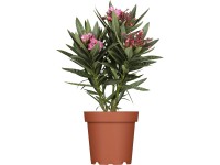 OBI leanderbokor cserépátmérő kb. 20 cm Nerium oleander