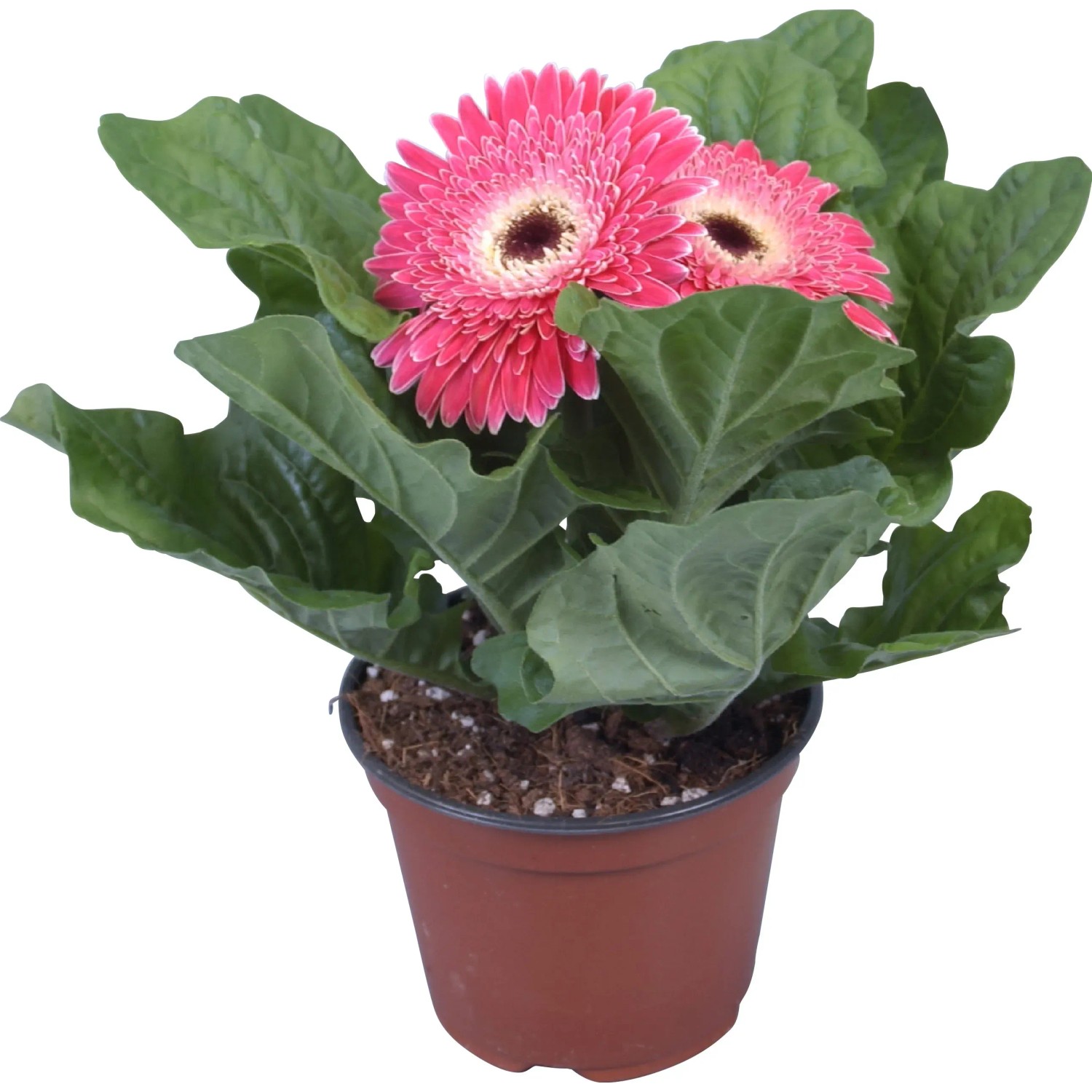 GROW by OBI gerbera rózsaszín cserépátmérő kb. 12 cm