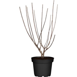 Bugás hortenzia Magical Candle cserépben, levelek nélkül. Díszcserje kertbe és cserépbe.