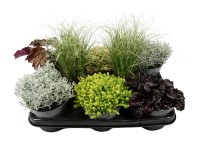 Őszi évelő mix 12 cm