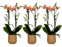 Lepkeorchidea 