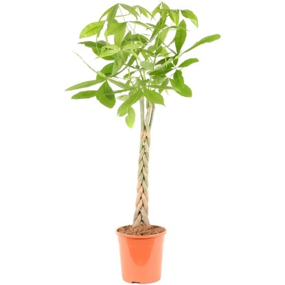 Vadkakaó cserépátmérő: kb. 24 cm (Pachira aquatica)