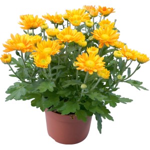 Sárga krizantém (Chrysanthemum indicum) cserépben, kb. 11 cm Ø.