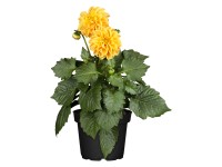 Kerti dália cserépátmérő kb. 13 cm Dahlia Hybride Kerti dália cserépátmérő kb. 13 cm Dahlia Hybride