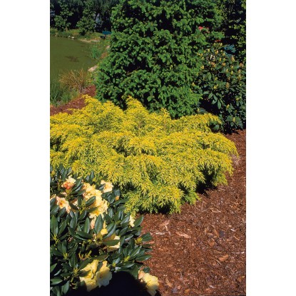 OBI kínai boróka "Golden Saucer" magassága kb. 5-10 cm cserepe kb. 2 l Juniperus