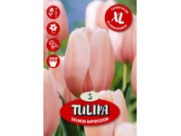 Darwin Salmon Impression tulipán virághagyma Darwin Salmon Impression tulipán virághagyma