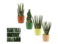 Anyósnyelvfajták kerámia cserépben cserépátm. kb. 12 cm Sansevieria Cylindrica