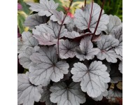 Kientzler- HERBSTZAUBER mix 13 cm Kientzler- HERBSTZAUBER mix 13 cm