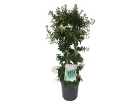 Csüngő jázmin piramis fehér mag. kb. 100 cm cserép kb. 21 cm Solanum jasminoides