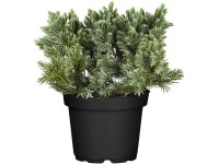 OBI törpe boróka OBI törpe boróka