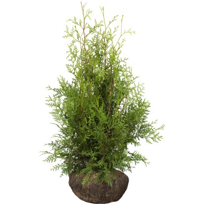 "Smaragd" tuja készlet 30 darab magasság kb. 80-100 cm bálaáru Thuja