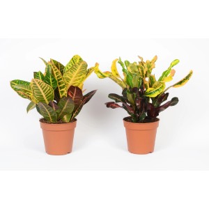 Két cserepes kroton (Codiaeum variegatum) növény színes sárga, zöld és piros levelekkel.