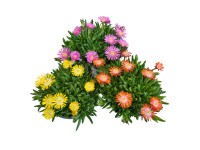 Bíborvörös délvirág cserépátmérő kb. 10,5 cm Delosperma cooperi Bíborvörös délvirág cserépátmérő kb. 10,5 cm Delosperma cooperi