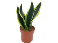 Anyósnyelv (Sanseveria trifasciata) cserépátmérő: kb. 12 cm Anyósnyelv (Sanseveria trifasciata) cserépátmérő: kb. 12 cm