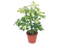 GROW by OBI Gerda kislevelű sugárarália cserépátmérő: kb. 14 cm