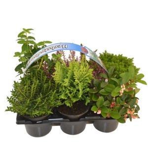 6 darabos őszi növény válogatás: hanga, Gaultheria, Hebe, tűlevelűek 9 cm-es cserépben.