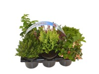 Őszi növények 6-féle változatban cserépátmérő kb. 9 cm Őszi növények 6-féle változatban cserépátmérő kb. 9 cm