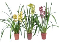 Csónakorchidea cserépátmérő: kb. 14 cm magassága kb. 75 cm
