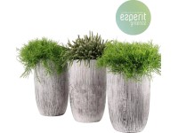 Vesszőkaktusz válogatás kő kaspóban magassága kb. 35 cm cserépátmérő: kb. 18 cm