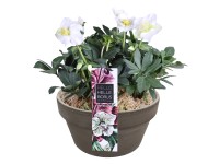 Fekete hunyor bazalttálban fehér átmérő 17 cm Helleborus niger