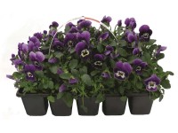 Árvácska (Viola wittrockiana) kisvirágú