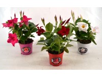 Brazil tölcsérjázmin cserépátmérő: kb. 11 cm Mandevilla