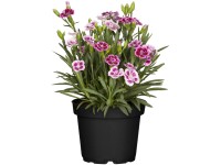 GROW by OBI GROW by OBI